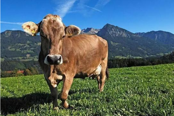 畜牧业.png 畜牧业.png