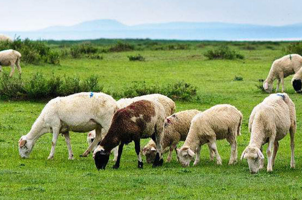 畜牧业.png 畜牧业.png